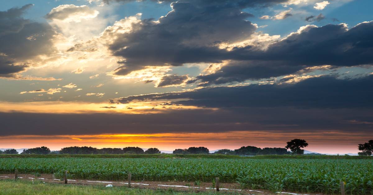 Photo of a corn field