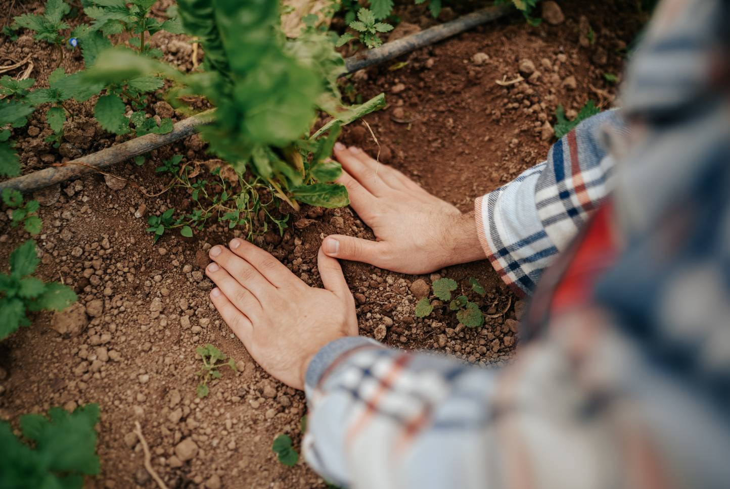 Photo of person planting a tree